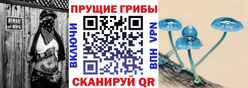 Псилоцибиновые грибы Cubensis  Бологое 